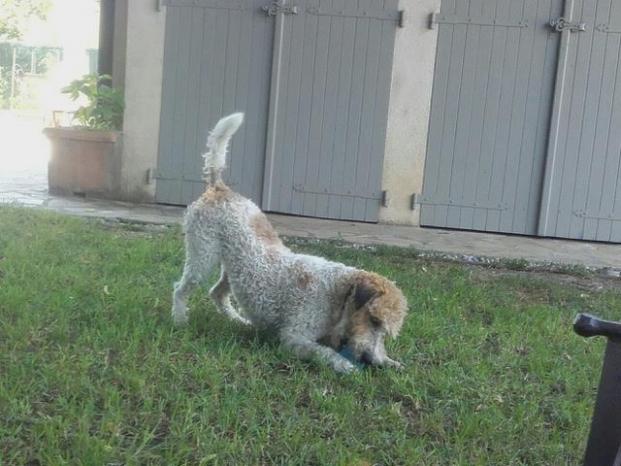 CANAILLE - fox terrier 3 ans - Sans Collier Provence à Gareoult (83) Canaille1