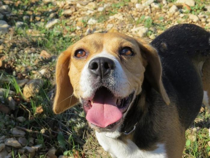 IOUKA du Repère des Bandits - Beagle 5 ans -   Sans Collier Provence à Gareoult 83) Iouca-tete