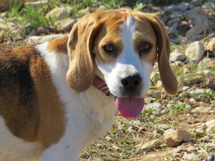 JUNE - beagle 4 ans - Sans Colier Provence à Gareoult (83) June-tete2