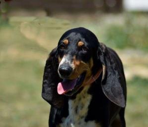 GUSTAVE - bruno du jura 3 ans - Sans Collier Provence à Gareoult (83) Gustave-t